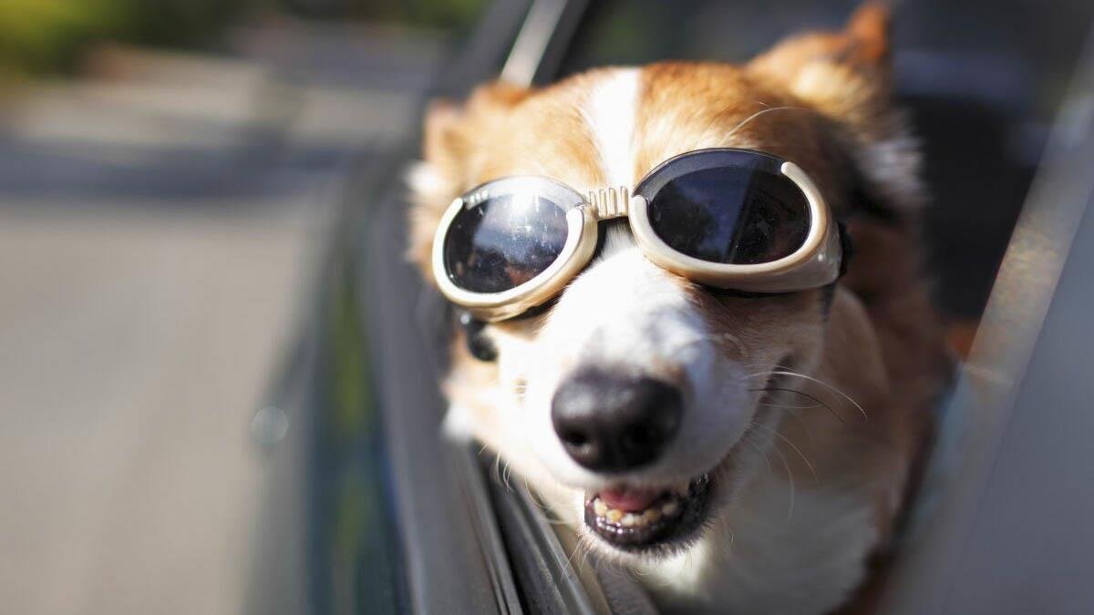 انخفاض مبيعات السيارات الكهربائية في أكبر سوق بالعالم